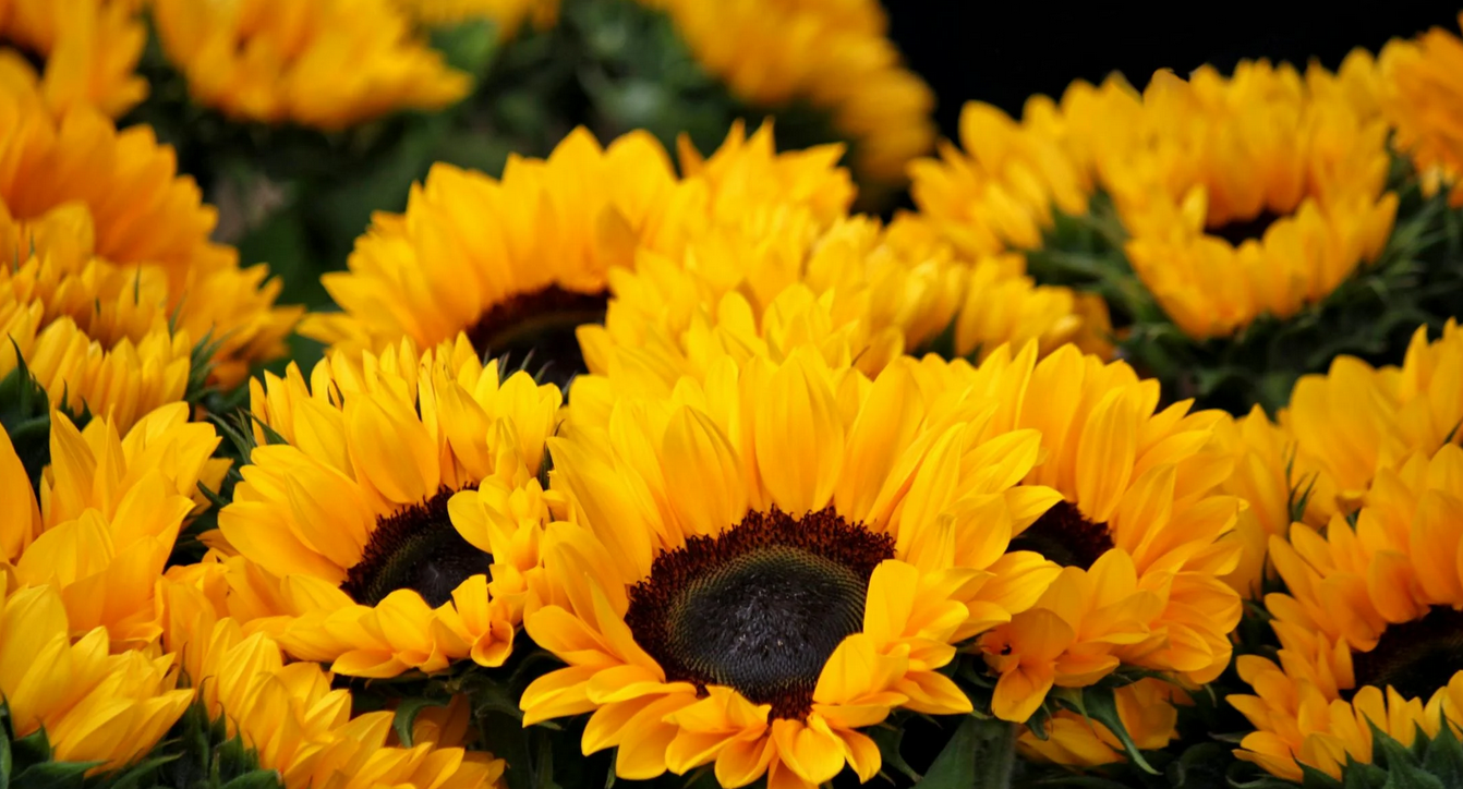 ������Pӛ�DƬ